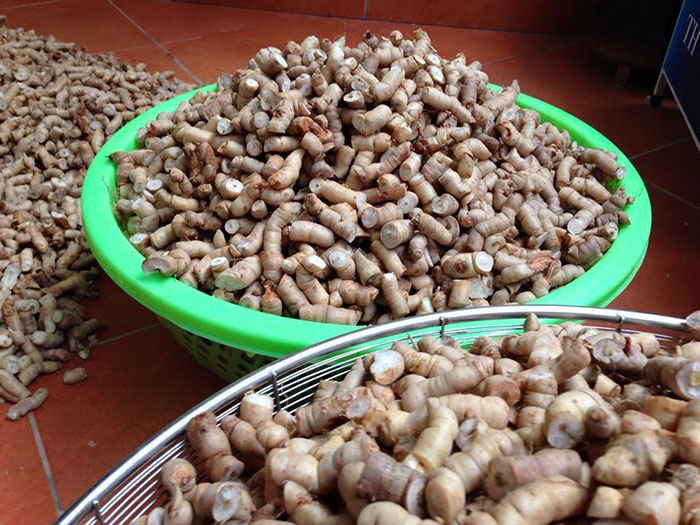Củ ba kích tím Quảng Ninh - Cung cấp nguyên liệu khô ngâm: chuối hột rừng,  táo mèo khô, củ ba kích tím Quảng Ninh